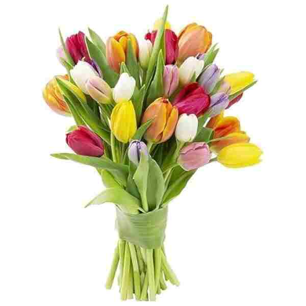Mother's Day Collection - 30 Fresh Assorted Tulip ( Farm Fresh ) Without Vase - Gift for Birthday, Anniversary, Thank You, Mother’s Day Fresh Flowers.
