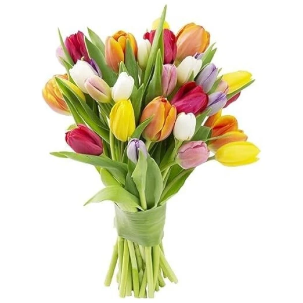 Mother's Day Collection - 30 Fresh Assorted Tulip ( Farm Fresh ) Without Vase - Gift for Birthday, Anniversary, Thank You, Mother’s Day Fresh Flowers.