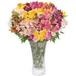 Aquarossa Farms - 24 Stem Peruvian Lilies, Fresh Flowers for Delivery, Special Gifts for Birthday and Couple Anniversary, Gift Idea for Her