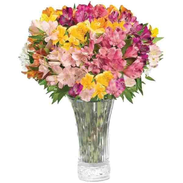 Aquarossa Farms - 24 Stem Peruvian Lilies, Fresh Flowers for Delivery, Special Gifts for Birthday and Couple Anniversary, Gift Idea for Her