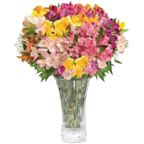 Aquarossa Farms - 24 Stem Peruvian Lilies, Fresh Flowers for Delivery, Special Gifts for Birthday and Couple Anniversary, Gift Idea for Her