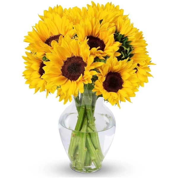 Benchmark Bouquets - 10 Stem Sunflowers (Glass Vase Included) – Fresh Flowers for Delivery - Gift for Easter, Mother’s Day, Birthday, Anniversary, Sympathy, Get Well,...