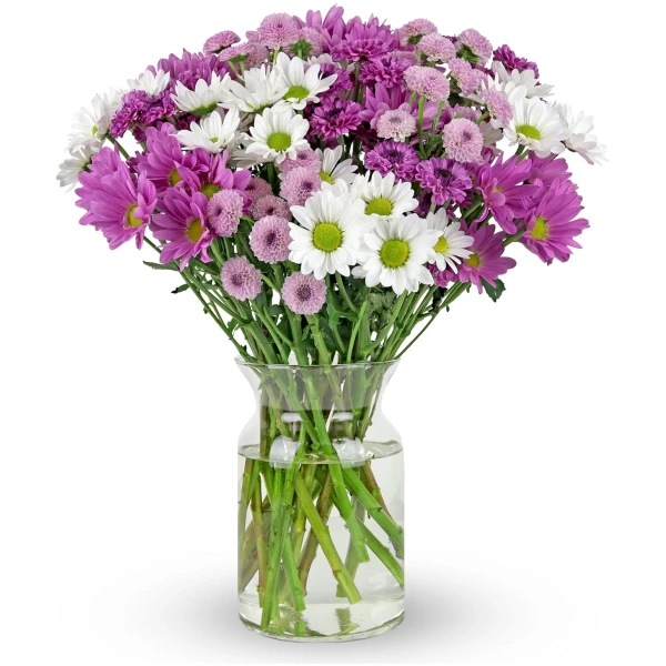 Benchmark Bouquets - 16 Stem Chrysanthemum Daisies (Glass Vase Included) – Fresh Flowers for Delivery - Gift for Easter, Mother’s Day, Birthday, Anniversary, Sympathy, Get Well,...