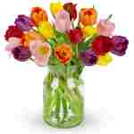 Benchmark Bouquets - 20 Stem Rainbow Tulips (Glass Vase Included) – Fresh Flowers for Delivery - Gift for Easter, Mother’s Day, Birthday, Anniversary, Sympathy, Get Well,...