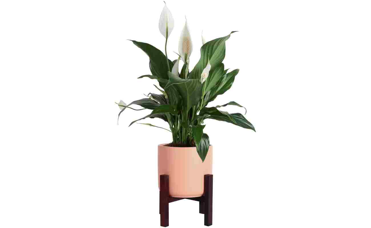 Costa Farms Premium Live Indoor Peace Lily Spathiphyllum, Marble Ceramic Decorator Pot 15-Inches Tall, Shipped Fresh from Our Farm
