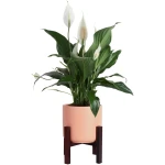 Costa Farms Premium Live Indoor Peace Lily Spathiphyllum, Marble Ceramic Decorator Pot 15-Inches Tall, Shipped Fresh from Our Farm