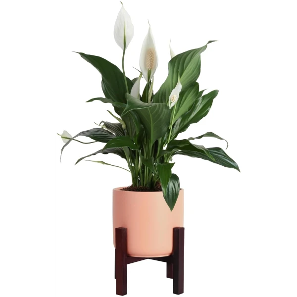 Costa Farms Premium Live Indoor Peace Lily Spathiphyllum, Marble Ceramic Decorator Pot 15-Inches Tall, Shipped Fresh from Our Farm