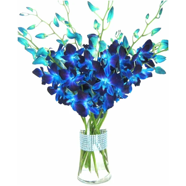eflowerwholesale - Premium Cut Blue Orchids (10 stems Orchid with Rhinestone Mesh Ribbon Vase)