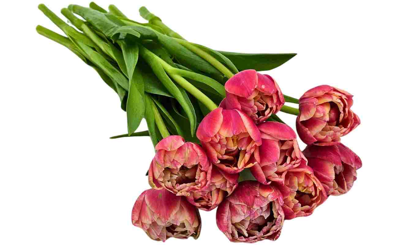 KaBloom Flowers-Bouquet of Fresh 10 Peony Pink Tulips- Gift for Birthday, Get Well, Thank You, Valentine, Mother’s Day Fresh Flowers.