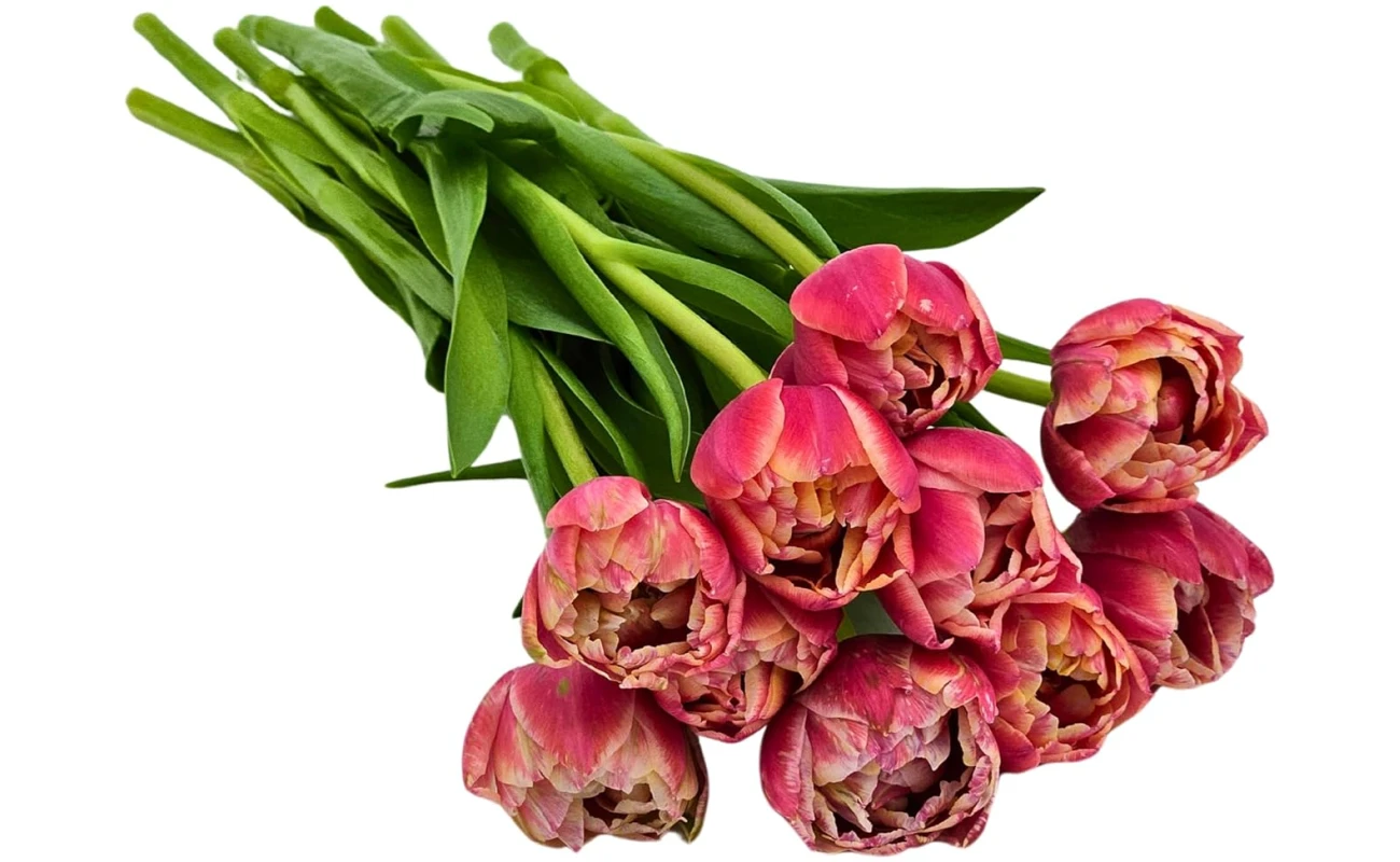 KaBloom Flowers-Bouquet of Fresh 10 Peony Pink Tulips- Gift for Birthday, Get Well, Thank You, Valentine, Mother’s Day Fresh Flowers.