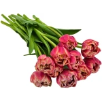 KaBloom Flowers-Bouquet of Fresh 10 Peony Pink Tulips- Gift for Birthday, Get Well, Thank You, Valentine, Mother’s Day Fresh Flowers.