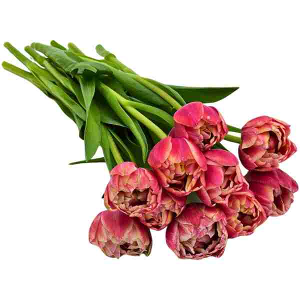 KaBloom Flowers-Bouquet of Fresh 10 Peony Pink Tulips- Gift for Birthday, Get Well, Thank You, Valentine, Mother’s Day Fresh Flowers.