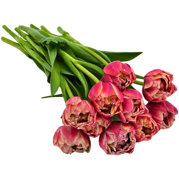 KaBloom Flowers-Bouquet of Fresh 10 Peony Pink Tulips- Gift for Birthday, Get Well, Thank You, Valentine, Mother’s Day Fresh Flowers.