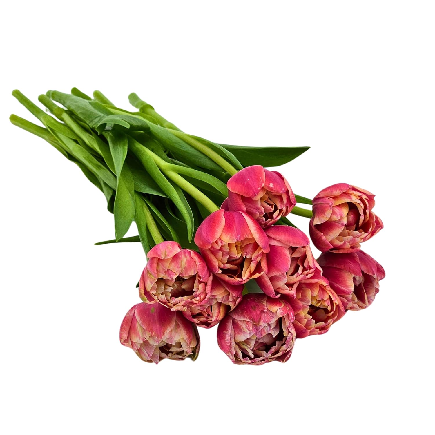 KaBloom Flowers-Bouquet of Fresh 10 Peony Pink Tulips- Gift for Birthday, Get Well, Thank You, Valentine, Mother’s Day Fresh Flowers. KaBloom Flowers-Bouquet of Fresh 10 Peony Pink Tulips- Gift for Birthday, Get Well, Thank You, Valentine, Mother’s Day Fresh Flowers.