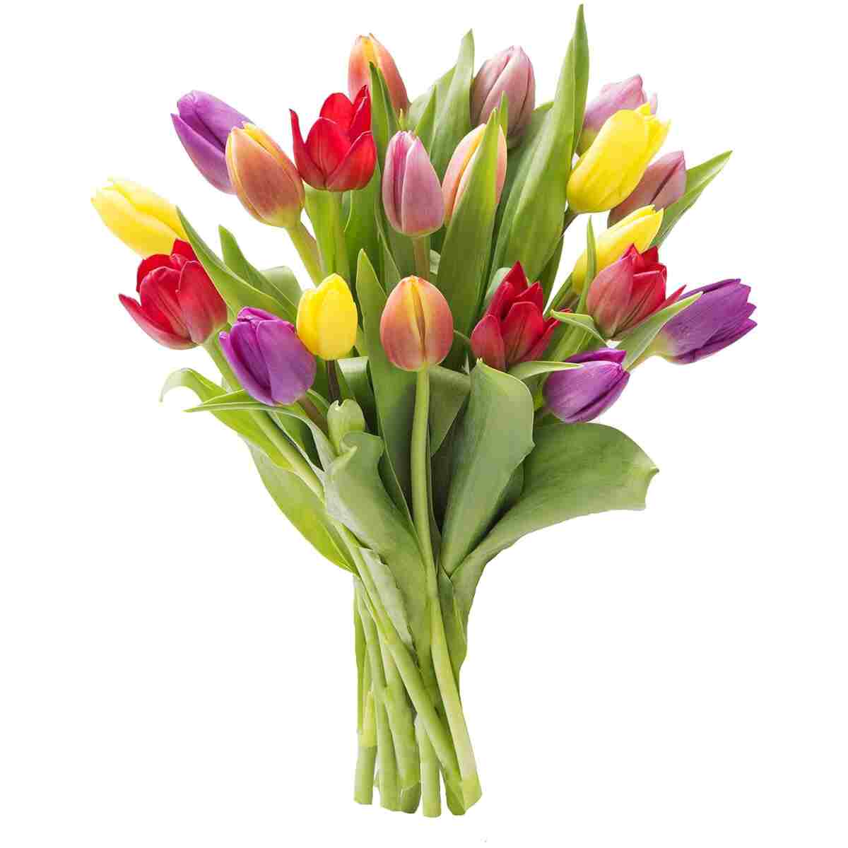 KaBloom Flowers - Mother's Day Collection - 20 Assorted Tulips Without Vase - Gift for Birthday, Sympathy, Anniversary, Get Well, Thank You, Valentine, Mother’s Day Fresh Flowers