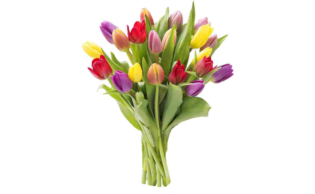 KaBloom Flowers - Mother's Day Collection - 20 Assorted Tulips Without Vase - Gift for Birthday, Sympathy, Anniversary, Get Well, Thank You, Valentine, Mother’s Day Fresh Flowers
