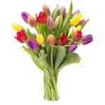 KaBloom Flowers - Mother's Day Collection - 20 Assorted Tulips Without Vase - Gift for Birthday, Sympathy, Anniversary, Get Well, Thank You, Valentine, Mother’s Day Fresh Flowers