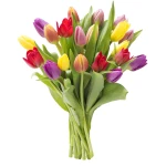 KaBloom Flowers - Mother's Day Collection - 20 Assorted Tulips Without Vase - Gift for Birthday, Sympathy, Anniversary, Get Well, Thank You, Valentine, Mother’s Day Fresh Flowers