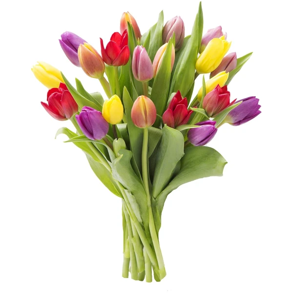 KaBloom Flowers - Mother's Day Collection - 20 Assorted Tulips Without Vase - Gift for Birthday, Sympathy, Anniversary, Get Well, Thank You, Valentine, Mother’s Day Fresh Flowers