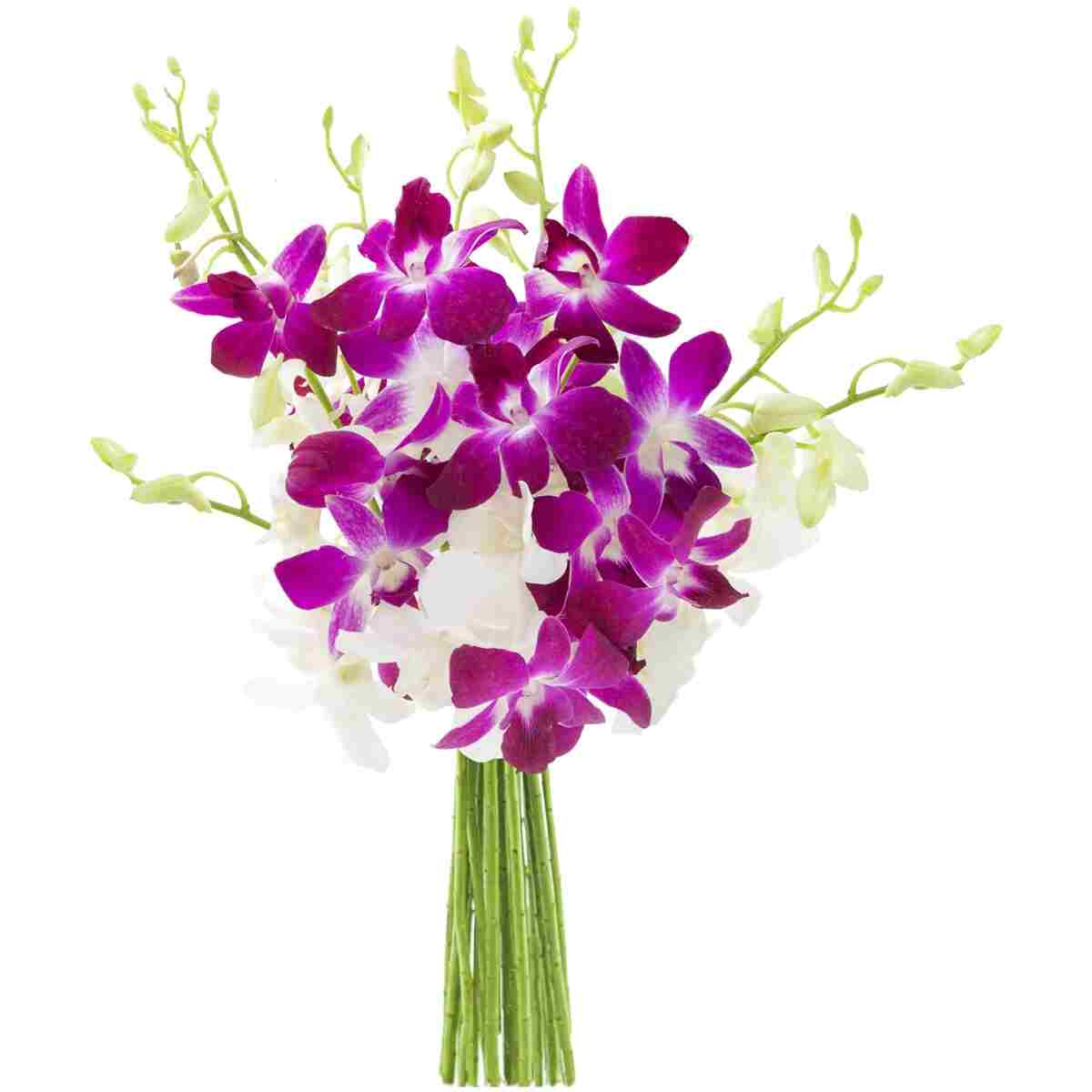 KaBloom Flowers - Mother's Day Collection - Exotic Opal Orchid Bouquet of Purple and White Orchids without Vase - Gift for Birthday,Anniversary, Thank You, Valentine, Mother’s...