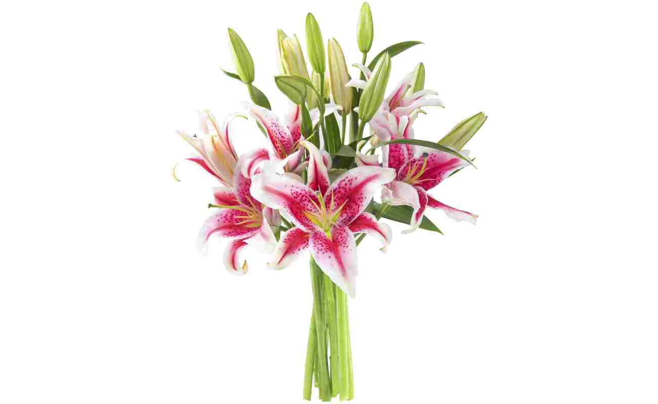 KaBloom Flowers - Mother's Day Collection - Sailor's Sunset Bouquet of 5 Fresh Pink Lilies Without Vase - Gift for Birthday, Sympathy, Anniversary, Get Well, Valentine, Mother’s...
