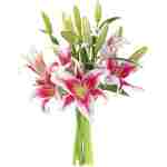 KaBloom Flowers - Mother's Day Collection - Sailor's Sunset Bouquet of 5 Fresh Pink Lilies Without Vase - Gift for Birthday, Sympathy, Anniversary, Get Well, Valentine, Mother’s...