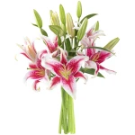 KaBloom Flowers - Mother's Day Collection - Sailor's Sunset Bouquet of 5 Fresh Pink Lilies Without Vase - Gift for Birthday, Sympathy, Anniversary, Get Well, Valentine, Mother’s...