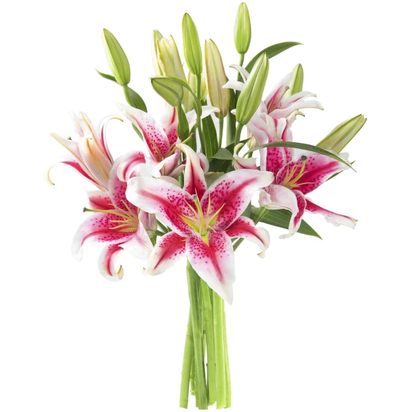 KaBloom Flowers - Mother's Day Collection - Sailor's Sunset Bouquet of 5 Fresh Pink Lilies Without Vase - Gift for Birthday, Sympathy, Anniversary, Get Well, Valentine, Mother’s...