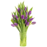 KaBloom PRIME OVERNIGHT DELIVERY - WEDDING COLLECTION - PREMIUM 20 Purple Tulips - Farm Direct Wholesale Fresh Flowers|Gift for Birthday, Anniversary, Thank You, Valentine,...