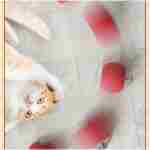 2 Pack Interactive Rolling Cat Ball, 360° Intelligent Automatic Rolling Pet Ball, Suitable for Large and Small Dogs and Cats (Red + Green)