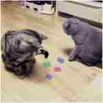 Andiker Cat Spiral Spring, 12 Pc Cat Creative Toy to Kill Time and Keep Fit Interactive Cat Toy Sturdy Heavy Plastic Spring Colorful Springs Cat Toy for Swatting, Biting,...