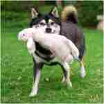 Best Pet Supplies 2-in-1 Stuffless Squeaky Dog Toys with Soft, Durable Fabric for Small, Medium, and Large Pets, No Stuffing for Indoor Play, Supports Active Biting and Play -...
