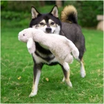 Best Pet Supplies 2-in-1 Stuffless Squeaky Dog Toys with Soft, Durable Fabric for Small, Medium, and Large Pets, No Stuffing for Indoor Play, Supports Active Biting and Play -...