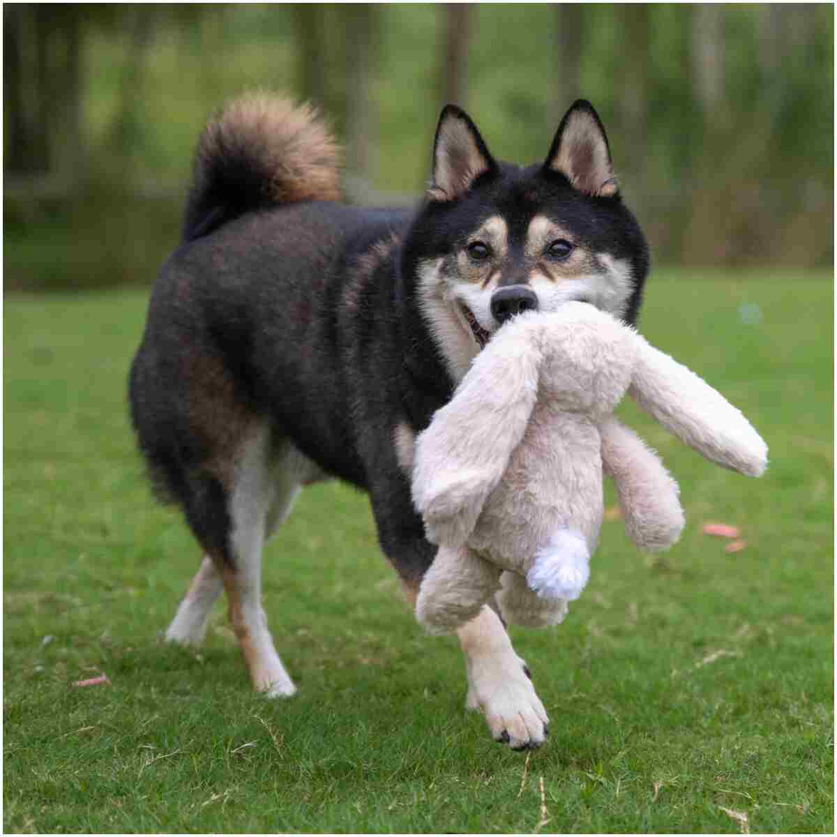 Best Pet Supplies Interactive Bunny Buddy Dog Toy with Crinkle and Squeaky Enrichment for Small and Medium Breed Puppies or Dogs, Cute and Plush - Bunny (Beige), Small
