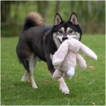 Best Pet Supplies Interactive Bunny Buddy Dog Toy with Crinkle and Squeaky Enrichment for Small and Medium Breed Puppies or Dogs, Cute and Plush - Bunny (Beige), Small
