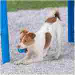 Best Pet Supplies Squeaky Tennis Toys for Dogs, 4-Pack, Heavy-Duty Interactive Pet Toys for Throwing and Fetching, Supports Exercise and Natural Behavior Training, Durable - Small