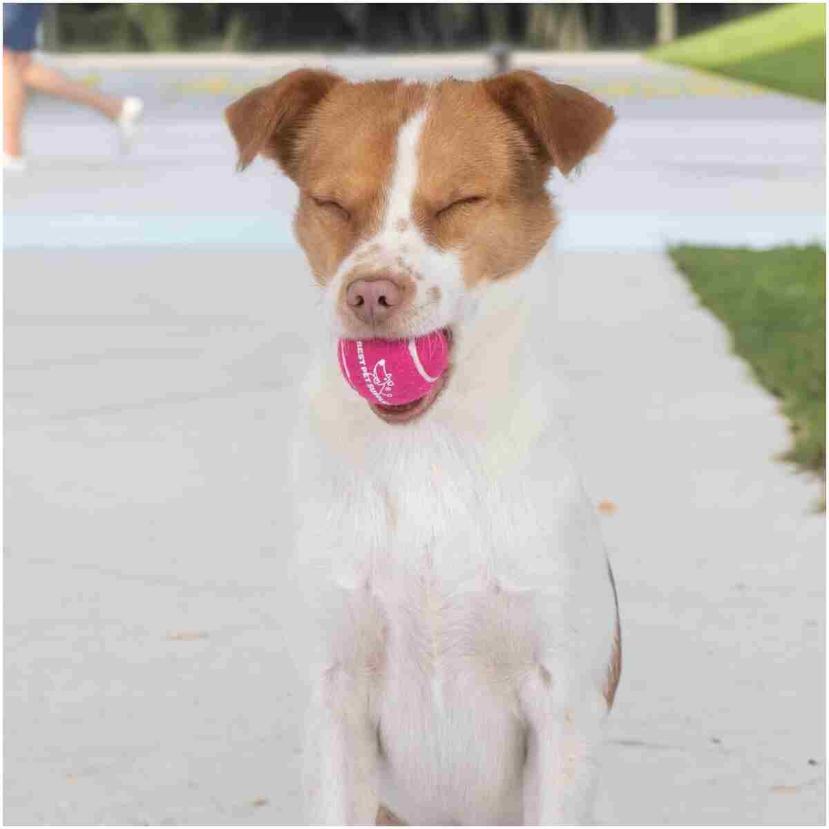 Best Pet Supplies Squeaky Tennis Toys for Dogs, 4-Pack, Heavy-Duty Interactive Pet Toys for Throwing and Fetching, Supports Exercise and Natural Behavior Training, Durable - Small