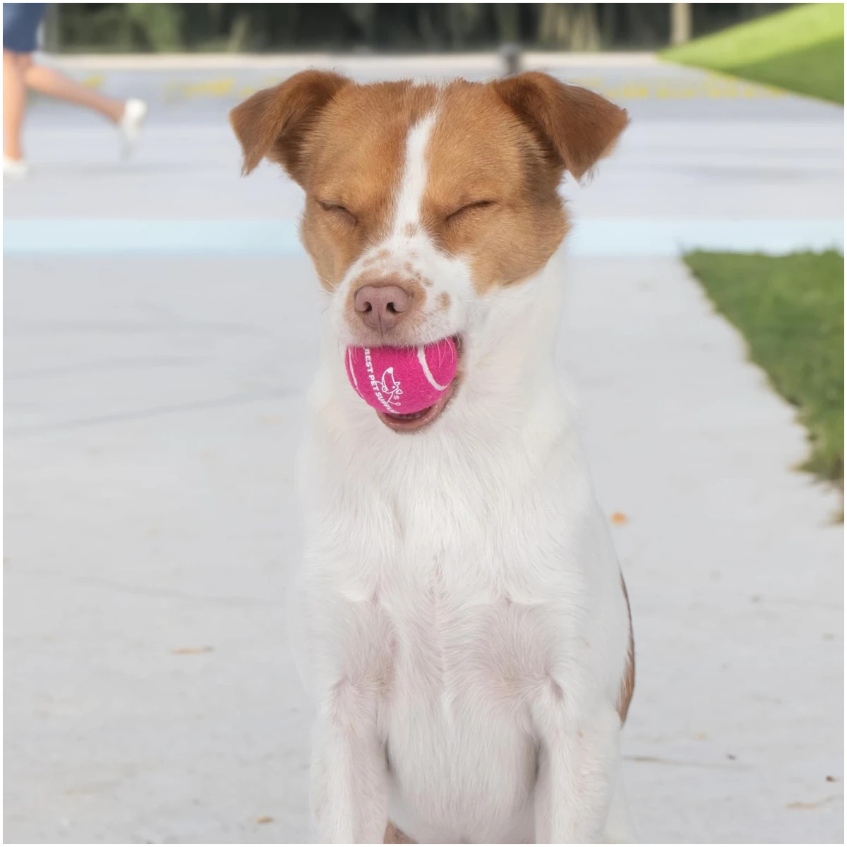 Best Pet Supplies Squeaky Tennis Toys for Dogs, 4-Pack, Heavy-Duty Interactive Pet Toys for Throwing and Fetching, Supports Exercise and Natural Behavior Training, Durable - Small