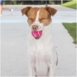 Best Pet Supplies Squeaky Tennis Toys for Dogs, 4-Pack, Heavy-Duty Interactive Pet Toys for Throwing and Fetching, Supports Exercise and Natural Behavior Training, Durable - Small