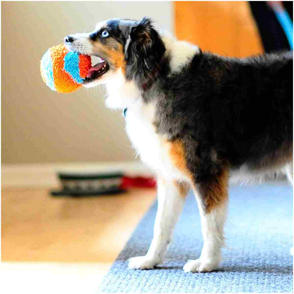 Chuckit! Indoor Fetch Ball Dog Toy for Dogs - Interactive Dog Toys for Boredom, 4.75 Inch, Orange and Blue