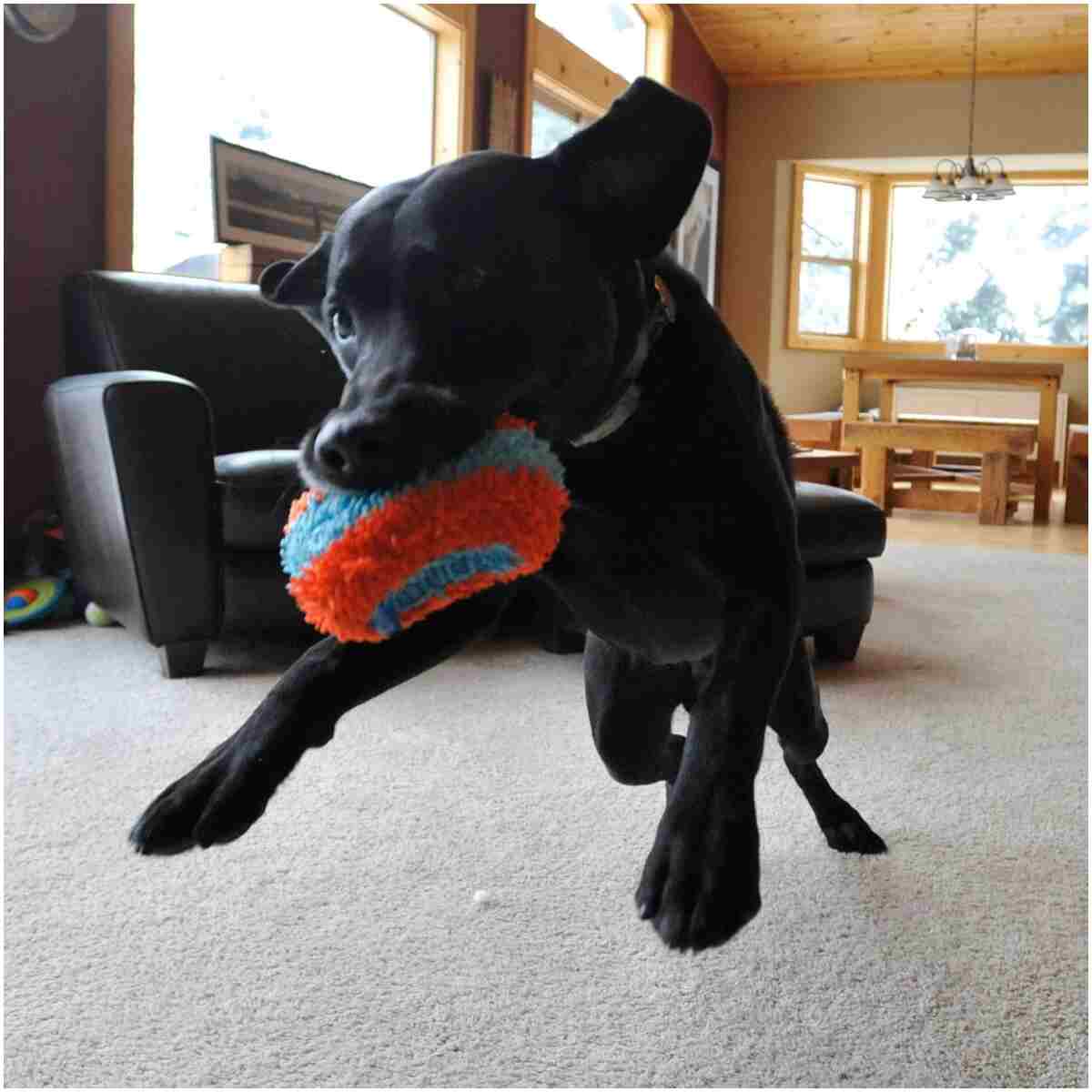 Chuckit! Indoor Fetch Roller Toy for Dogs - Interactive Dog Toys for Boredom, Orange and Blue