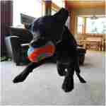 Chuckit! Indoor Fetch Roller Toy for Dogs - Interactive Dog Toys for Boredom, Orange and Blue
