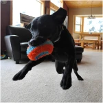 Chuckit! Indoor Fetch Roller Toy for Dogs - Interactive Dog Toys for Boredom, Orange and Blue