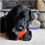 Chuckit! Indoor Fetch Roller Toy for Dogs - Interactive Dog Toys for Boredom, Orange and Blue