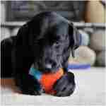 Chuckit! Indoor Fetch Shaker for Dogs - Interactive Dog Toys for Boredom, 7.75 Inch, Orange and Blue