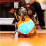 Chuckit! Indoor Fetch Shaker for Dogs - Interactive Dog Toys for Boredom, 7.75 Inch, Orange and Blue