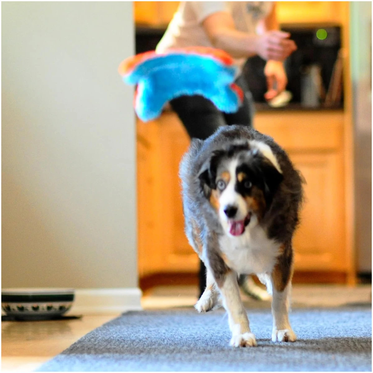 Chuckit! Indoor Fetch Squirrel Toy for Dogs - Interactive Dog Toys for Boredom, Orange and Blue