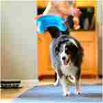 Chuckit! Indoor Fetch Squirrel Toy for Dogs - Interactive Dog Toys for Boredom, Orange and Blue