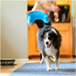 Chuckit! Indoor Fetch Squirrel Toy for Dogs - Interactive Dog Toys for Boredom, Orange and Blue