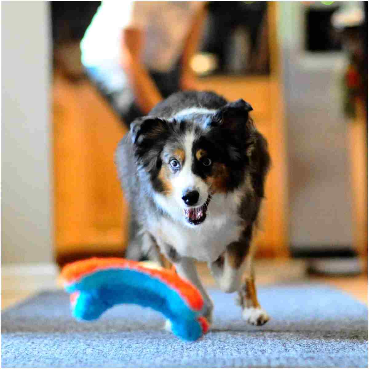 Chuckit! Indoor Fetch Squirrel Toy for Dogs - Interactive Dog Toys for Boredom, Orange and Blue